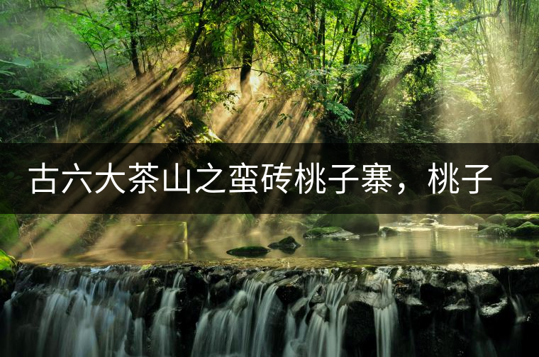 古六大茶山之蠻磚桃子寨，桃子寨國(guó)有林口感特點(diǎn)