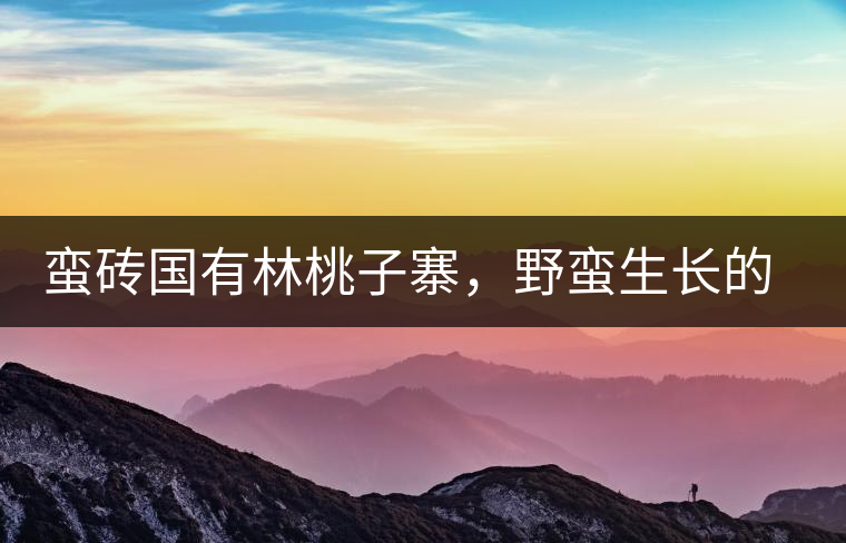 蠻磚國有林桃子寨，野蠻生長(zhǎng)的古茶園