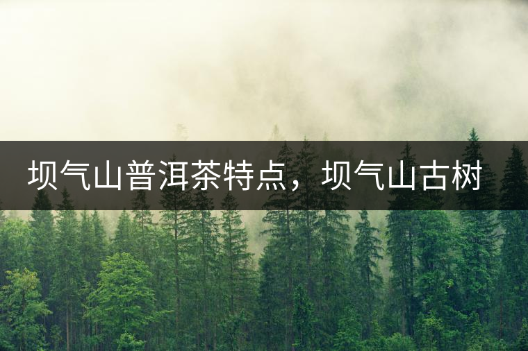 壩氣山普洱茶特點(diǎn)，壩氣山古樹(shù)茶介紹