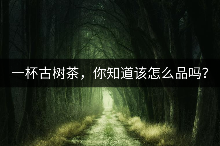 一杯古樹茶，你知道該怎么品嗎？