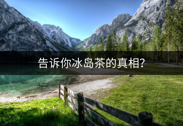 告訴你冰島茶的真相？
