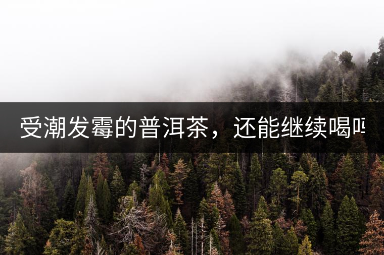 受潮發(fā)霉的普洱茶，還能繼續(xù)喝嗎？