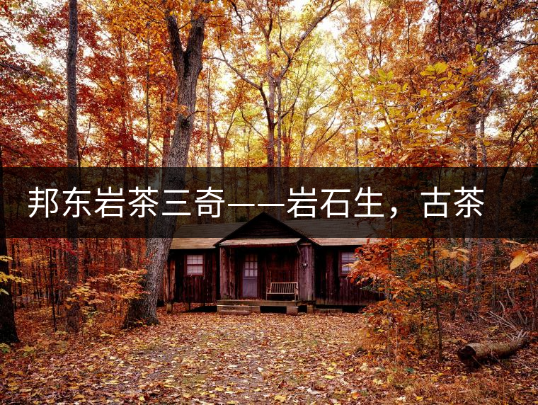 邦東巖茶三奇——巖石生，古茶韻，原野香