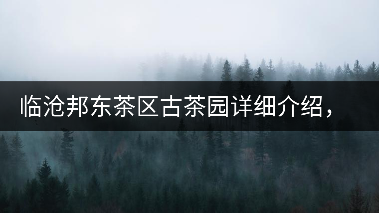 臨滄邦東茶區(qū)古茶園詳細介紹，邦東古樹茶特點