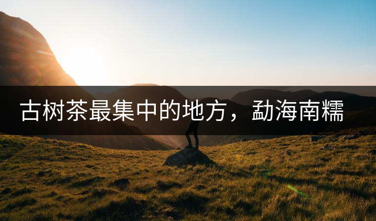古樹茶最集中的地方，勐海南糯山古茶山介紹