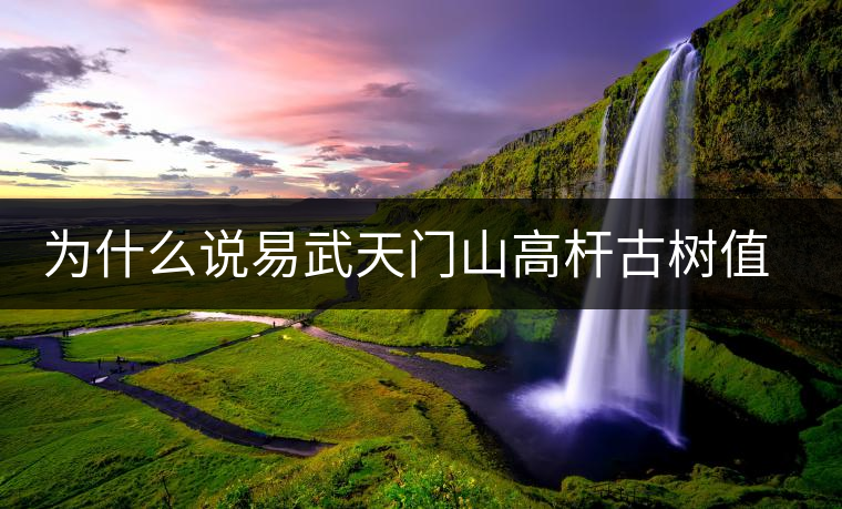 為什么說易武天門山高桿古樹值得入手？