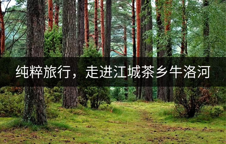 純粹旅行，走進(jìn)江城茶鄉(xiāng)牛洛河