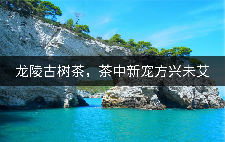 龍陵古樹(shù)茶，茶中新寵方興未艾