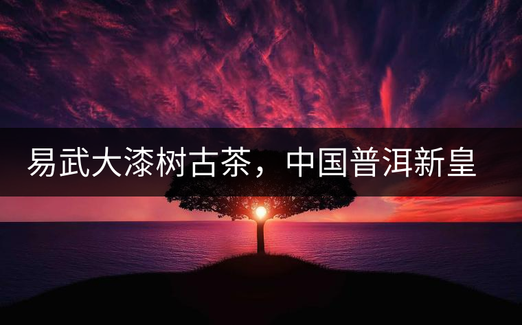 易武大漆樹古茶，中國普洱新皇后