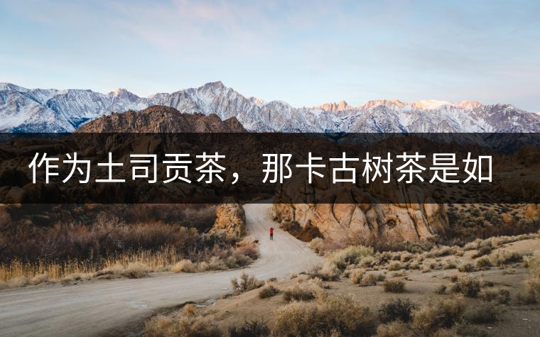 作為土司貢茶，那卡古樹茶是如何在眾多茶中脫穎而出的