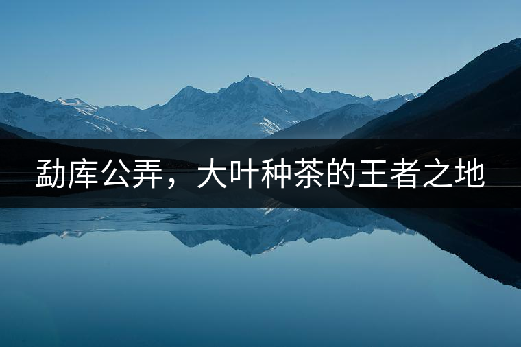 勐庫公弄，大葉種茶的王者之地