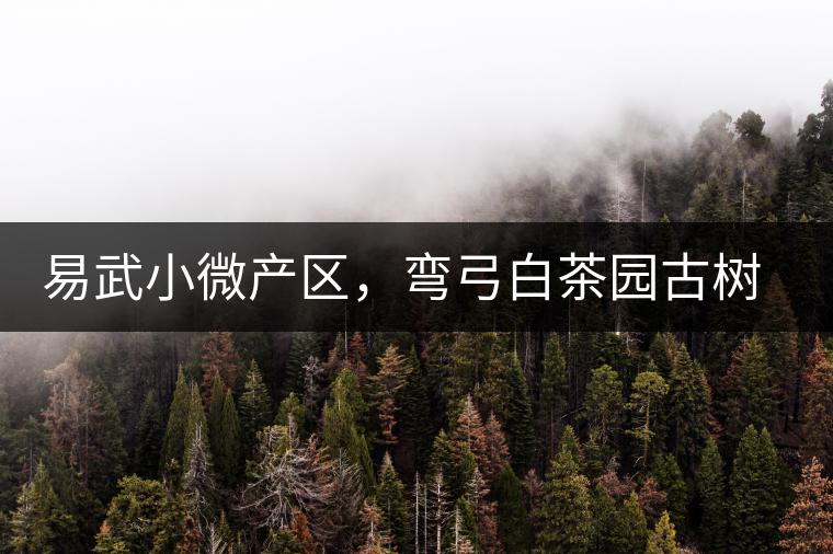 易武小微產(chǎn)區(qū)，彎弓白茶園古樹(shù)茶介紹