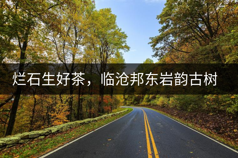 爛石生好茶，臨滄邦東巖韻古樹普洱茶