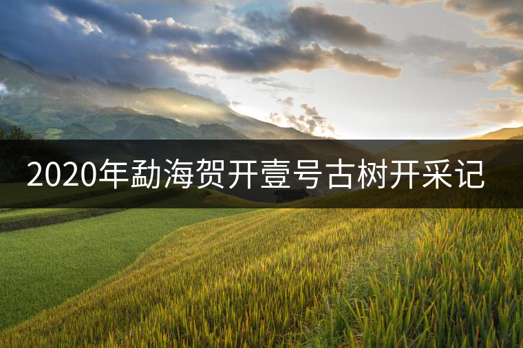 2020年勐海賀開壹號古樹開采記錄