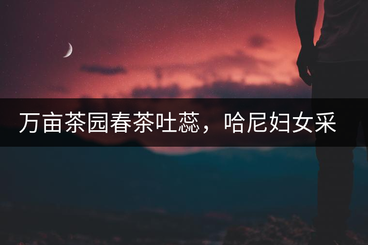 萬畝茶園春茶吐蕊，哈尼婦女采茶忙