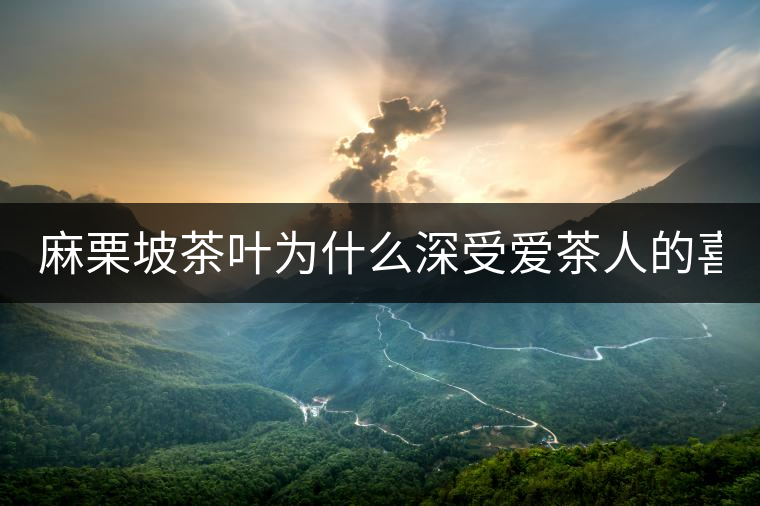麻栗坡茶葉為什么深受愛(ài)茶人的喜愛(ài)？