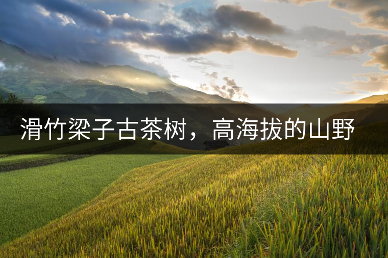 滑竹梁子古茶樹，高海拔的山野美韻
