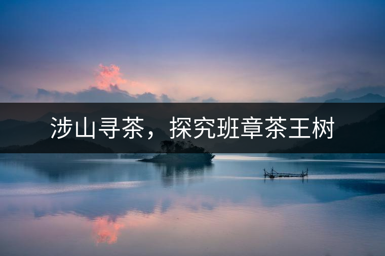 涉山尋茶，探究班章茶王樹