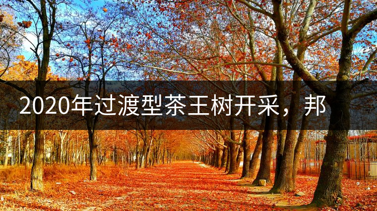 2020年過(guò)渡型茶王樹開采，邦崴古樹茶特點(diǎn)