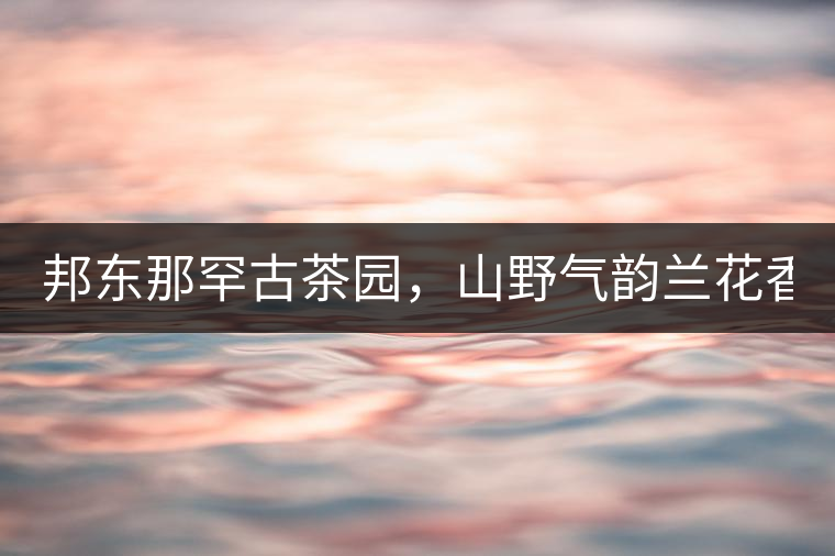 邦東那罕古茶園，山野氣韻蘭花香！