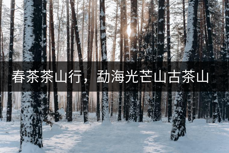 春茶茶山行，勐海光芒山古茶山你去過嗎？
