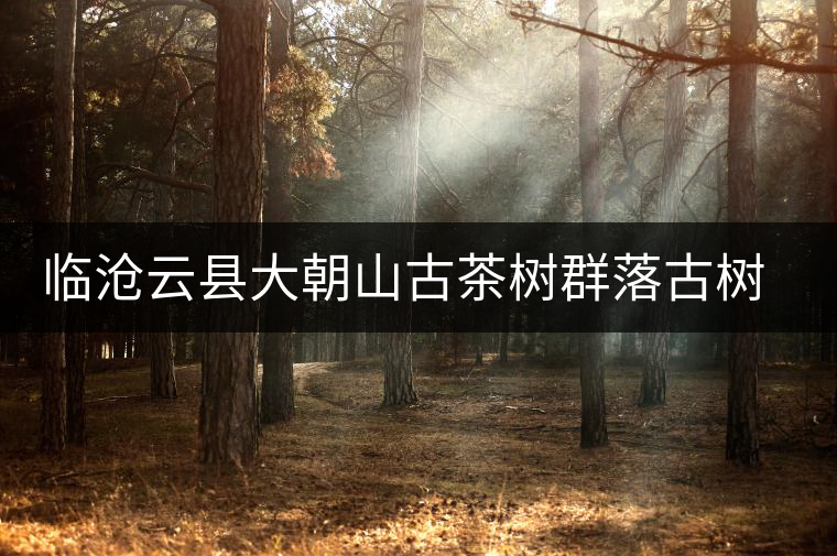 臨滄云縣大朝山古茶樹群落古樹茶特點介紹