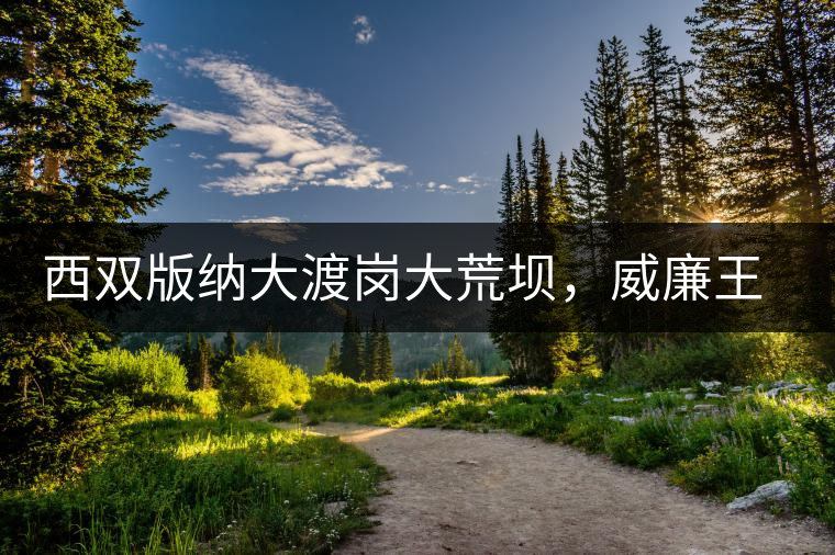西雙版納大渡崗大荒壩，威廉王子曾經(jīng)到過(guò)的古樹茶山