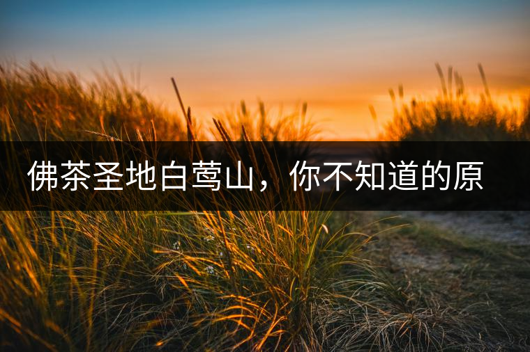 佛茶圣地白鶯山，你不知道的原生態(tài)古茶園