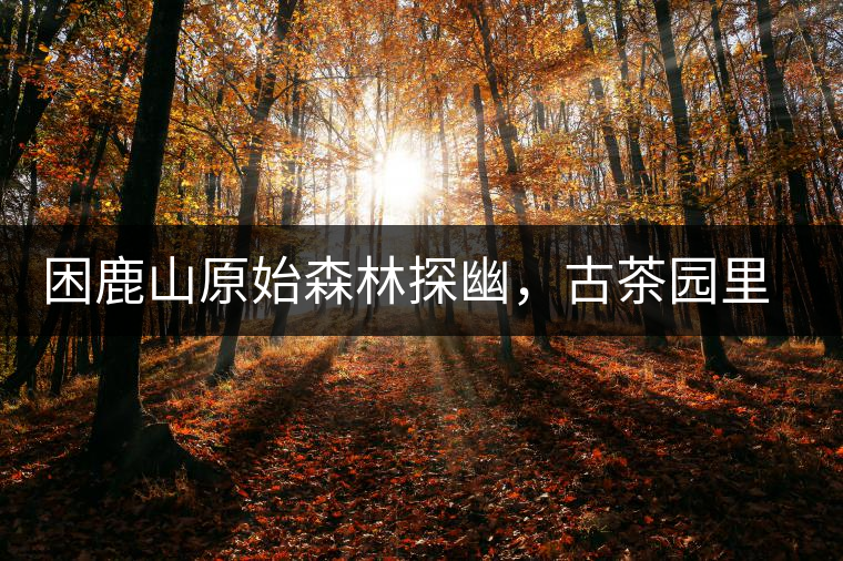 困鹿山原始森林探幽，古茶園里的優(yōu)美景色