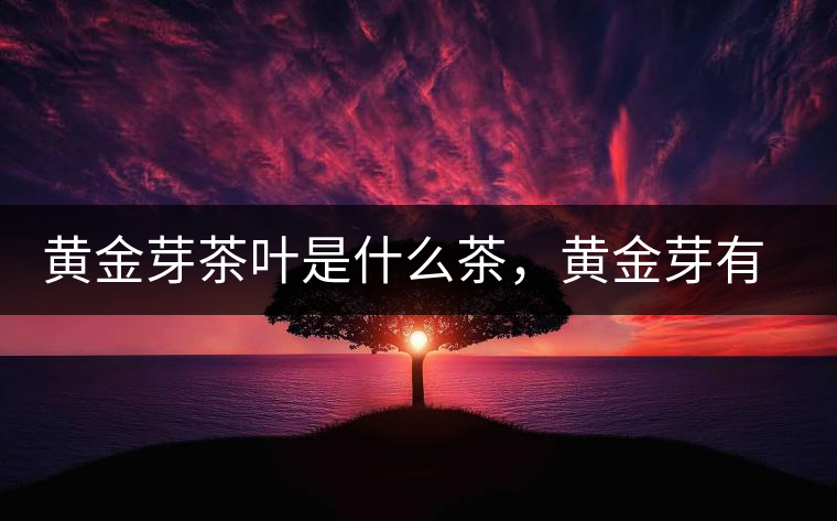 黃金芽茶葉是什么茶，黃金芽有什么口感？