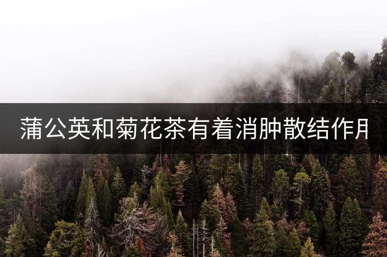 蒲公英和菊花茶有著消腫散結(jié)作用！