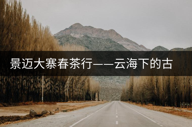 景邁大寨春茶行——云海下的古茶山
