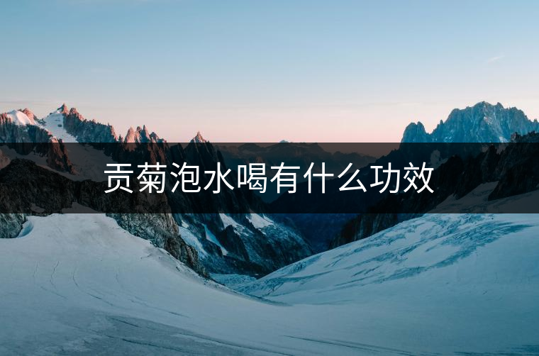 貢菊泡水喝有什么功效
