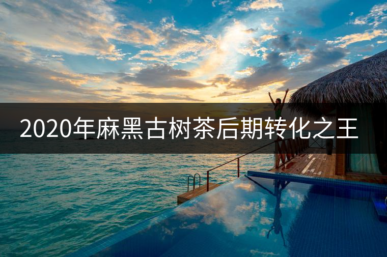 2020年麻黑古樹茶后期轉(zhuǎn)化之王-易武中聘號