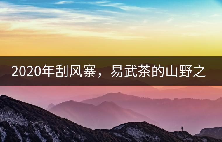 2020年刮風(fēng)寨，易武茶的山野之王-易武中聘號(hào)