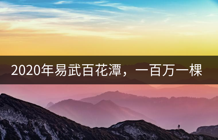 2020年易武百花潭，一百萬一棵樹-易武中聘號