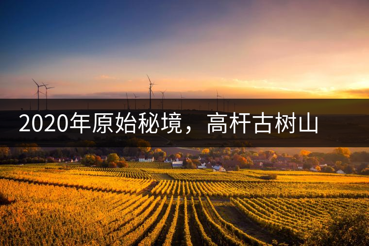 2020年原始秘境，高桿古樹山野雅韻蜜甜十足-易武中聘號