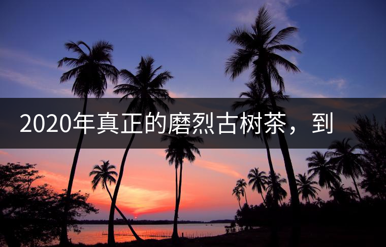 2020年真正的磨烈古樹(shù)茶，到底是什么味道？-易武中聘號(hào)