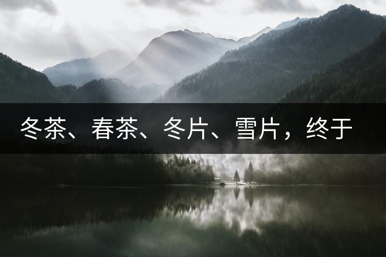 冬茶、春茶、冬片、雪片，終于分清楚了