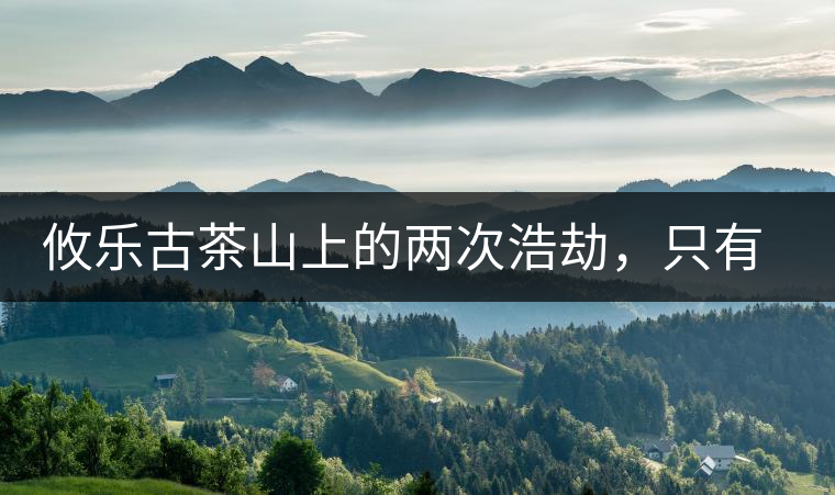 攸樂古茶山上的兩次浩劫，只有絕少部分的茶人解內(nèi)情