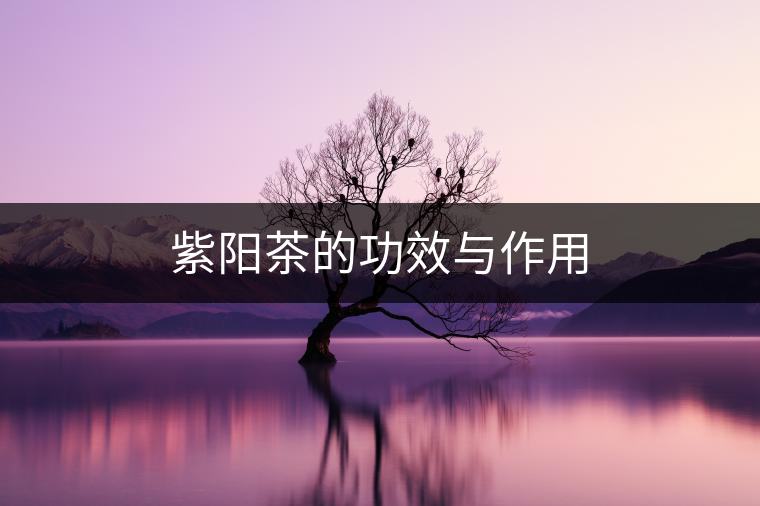 紫陽茶的功效與作用