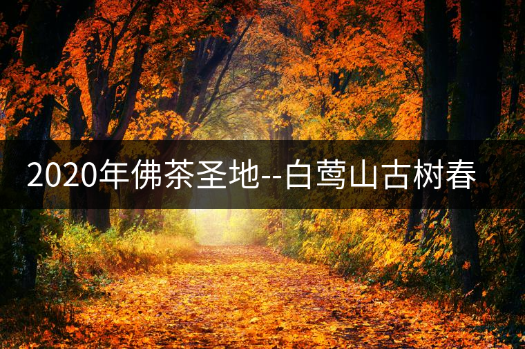 2020年佛茶圣地--白鶯山古樹春茶-易武中聘號