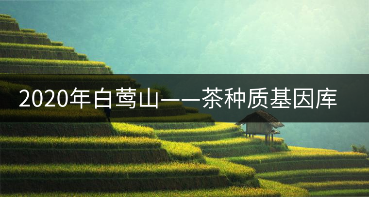 2020年白鶯山——茶種質(zhì)基因庫-易武中聘號