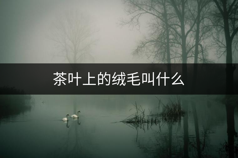 茶葉上的絨毛叫什么
