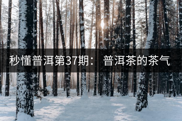 秒懂普洱第37期： 普洱茶的茶氣到底是什么？