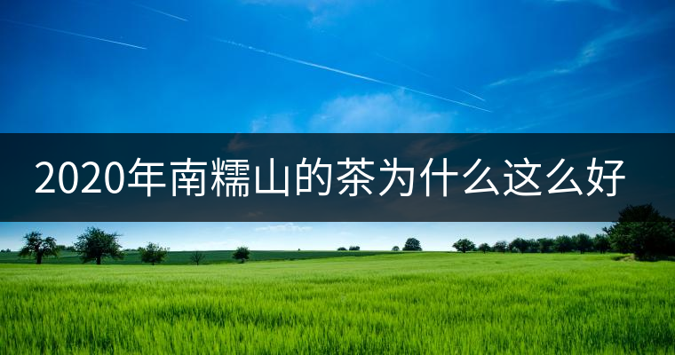 2020年南糯山的茶為什么這么好喝？-易武中聘號(hào)