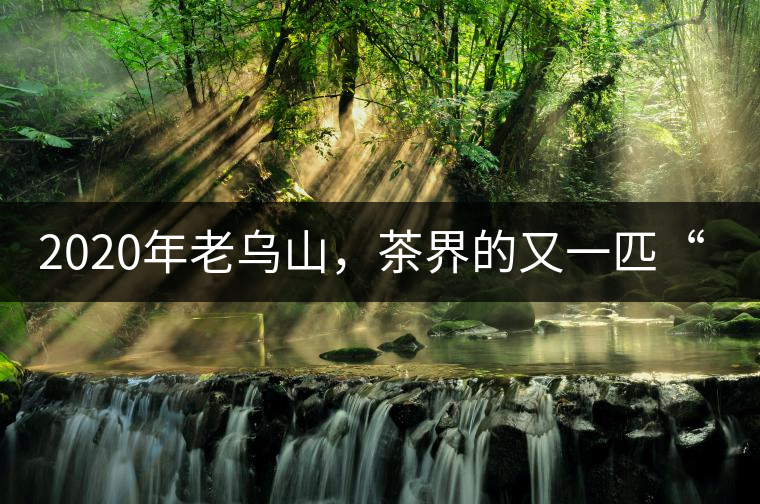 2020年老烏山，茶界的又一匹“黑馬-易武中聘號