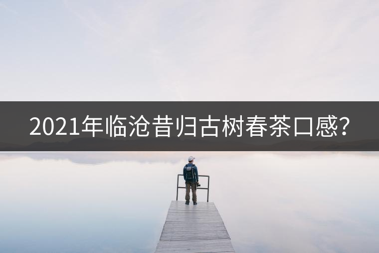 2021年臨滄昔歸古樹春茶口感？