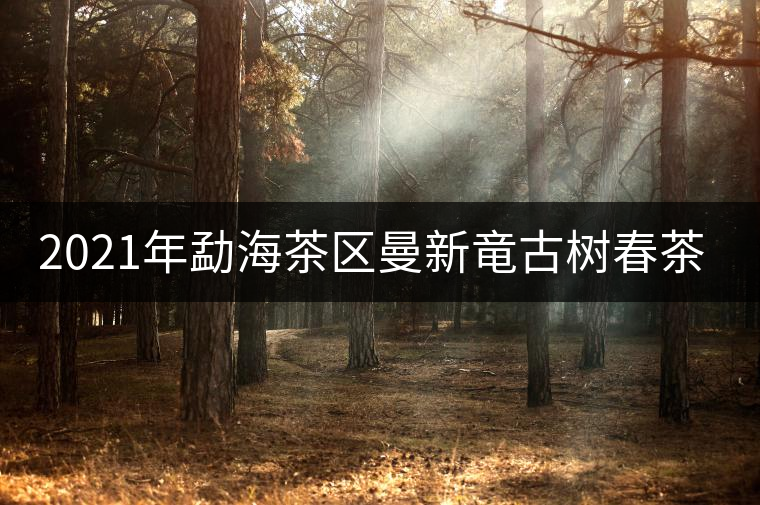 2021年勐海茶區(qū)曼新竜古樹春茶多少錢一公斤？