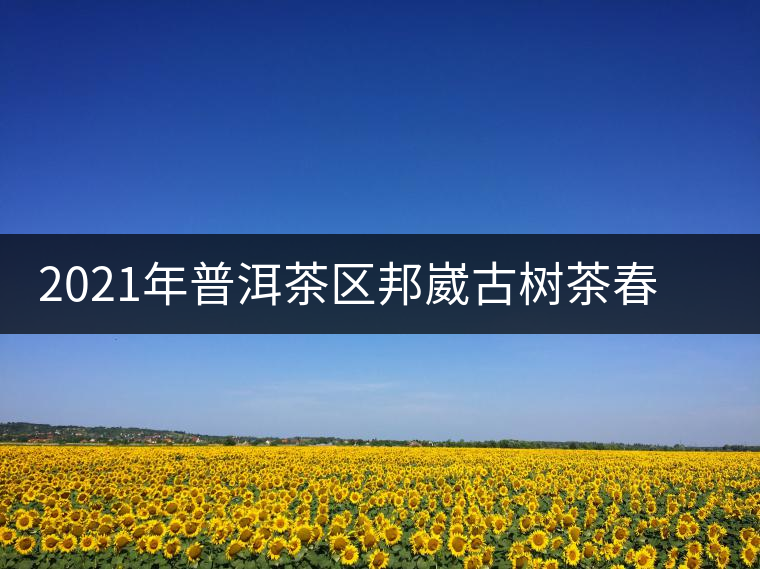 2021年普洱茶區(qū)邦崴古樹茶春茶口感特點介紹